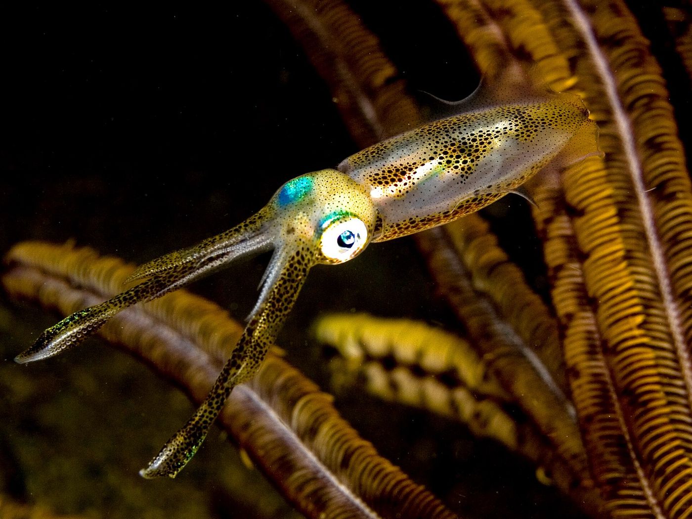 夜の海を泳ぐアオリイカ