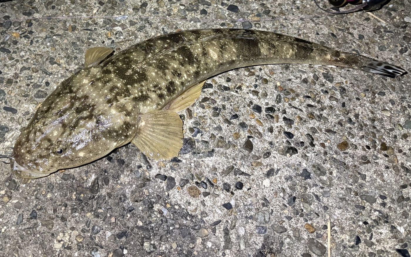岸壁で釣られたマゴチ
