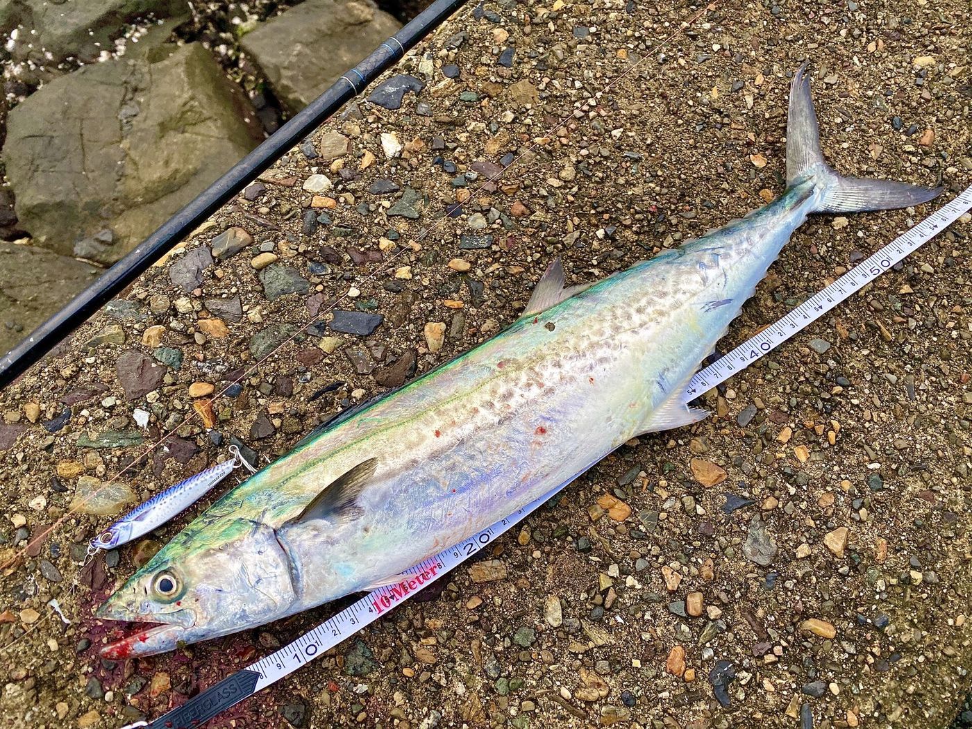 磯で釣られたサワラ