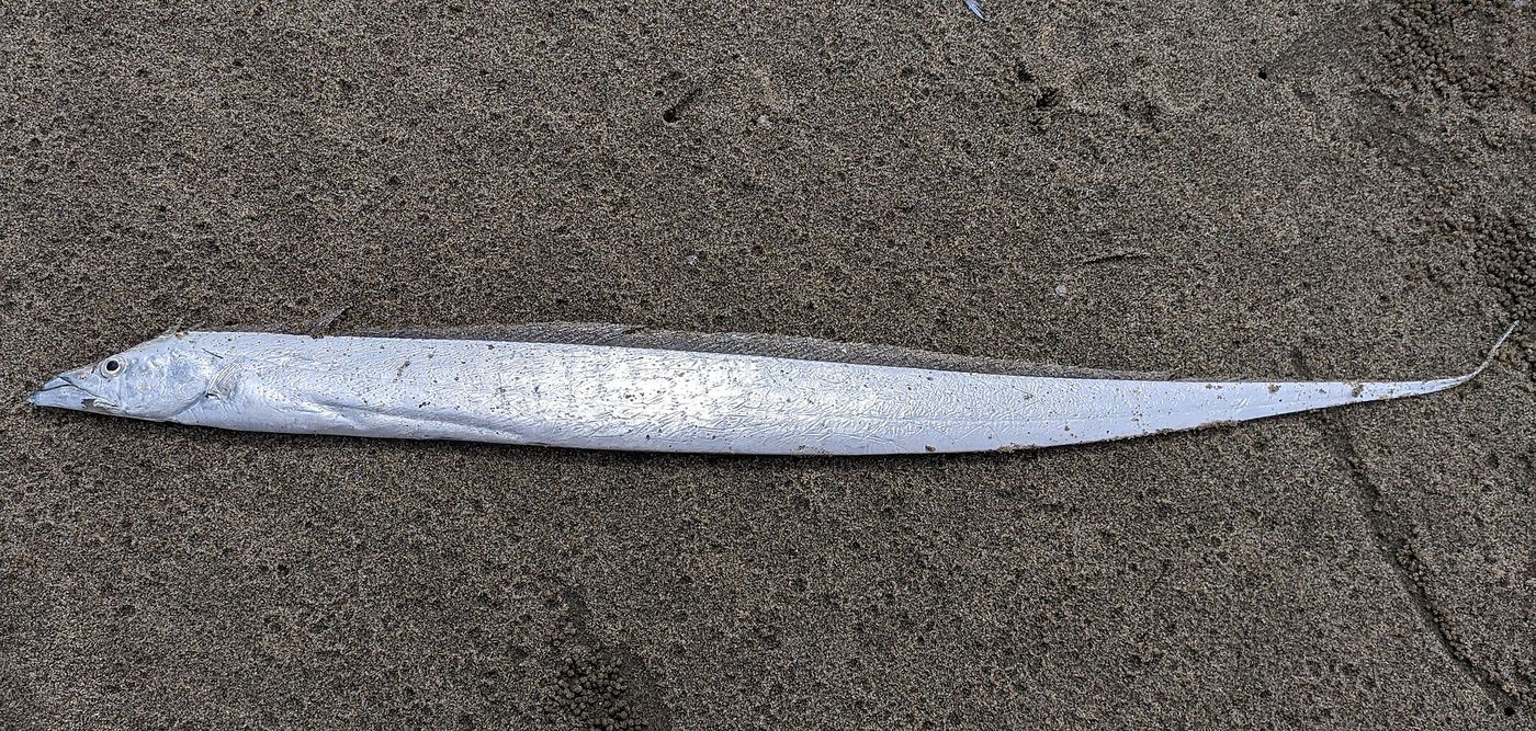 砂浜に上げられたタチウオ